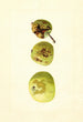 Malus domestica Yellow Transparent - James Marion Shull — artwork view