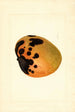 Mangifera indica - James Marion Shull — vista de la obra