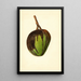 Mangifera indica Bennett - James Marion Shull — cuadro enmarcado en la pared