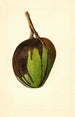Mangifera indica Bennett - James Marion Shull — vista de la obra
