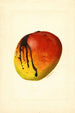 Mangifera indica Mulgoba - James Marion Shull — vista de la obra