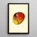 Mangifera indica Mulgoba - James Marion Shull — cuadro enmarcado en la pared