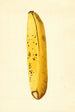 Musa - James Marion Shull — vista de la obra