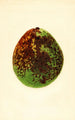 Persea Waldin - James Marion Shull — artwork view