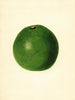 Persea Winslowson - James Marion Shull — artwork view