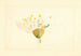Prunus domestica Burbank - James Marion Shull — artwork view
