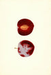 Prunus domestica Flaming Delicious - James Marion Shull — artwork view