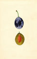 Prunus domestica Stanley - James Marion Shull — artwork view