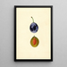 Prunus domestica Stanley - James Marion Shull — framed artwork on a wall