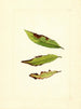 Prunus persica - James Marion Shull — vista de la obra