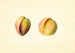 Prunus persica Early Crawford - James Marion Shull — artwork view