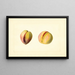 Prunus persica Early Crawford - James Marion Shull — framed artwork on a wall