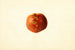 Prunus persica Sutler Cling - James Marion Shull — vista de la obra