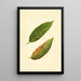 Prunus persica Triumph - James Marion Shull — cuadro enmarcado en la pared