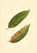 Prunus persica Triumph - James Marion Shull — vista de la obra