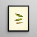 Prunus persica - James Marion Shull — cuadro enmarcado en la pared