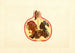 Punica granatum Alternaria - James Marion Shull — artwork view