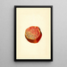 Punica granatum Wonderful - James Marion Shull — cuadro enmarcado en la pared
