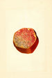 Punica granatum Wonderful - James Marion Shull — vista de la obra