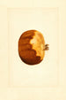 Punica granatum - James Marion Shull — vista de la obra