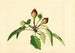 Pyrus communis - James Marion Shull — vista de la obra