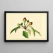 Pyrus communis - James Marion Shull — cuadro enmarcado en la pared