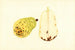 Pyrus communis Bartlett - James Marion Shull — artwork view