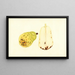 Pyrus communis Bartlett - James Marion Shull — framed artwork on a wall