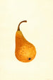 Pyrus communis Bosc - James Marion Shull — artwork view