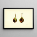 Pyrus communis Kieffer - James Marion Shull — framed artwork on a wall