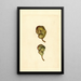 Pyrus communis Seckel - James Marion Shull — framed artwork on a wall
