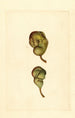 Pyrus communis Seckel - James Marion Shull — artwork view