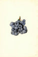 Vaccinium corymbosum Stanley - James Marion Shull — vista de la obra