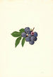 Vaccinium corymbosum Weymouth - James Marion Shull — vista de la obra