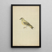 A chaffinch - James Sowerby — framed artwork on a wall