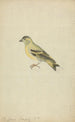A chaffinch - James Sowerby — artwork view