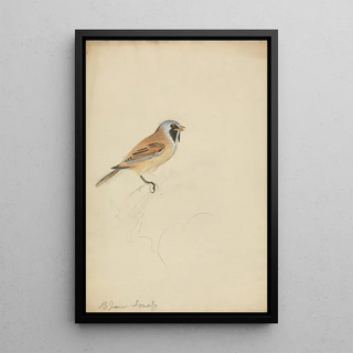 James Sowerby - Bearded Titmouse.webp