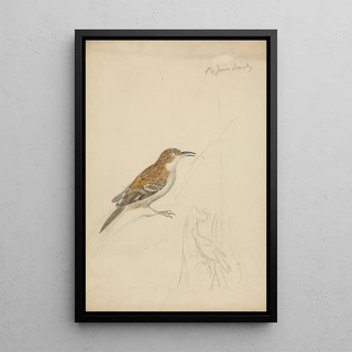 James Sowerby - Eurasian treecreeper.webp