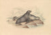 New Zealand Fur Seal or Australian Fur Seal - James Stewart — artwork view
