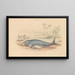 The Dugong - James Stewart — framed artwork on a wall