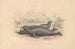 L'éléphant de mer - James Stewart — artwork view