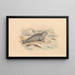 El Foca con anillos - James Stewart — cuadro enmarcado en la pared
