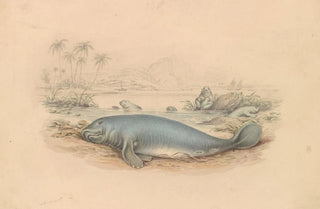 James Stewart - The West Indian Manatee.webp