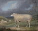 Una oveja Border Leicester - James Ward — vista de la obra