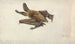 A brown bat with long ears - James Ward — artwork view