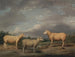 Ryeland Sheep, the king's ram, the king's ewe, and Lord Somerville's ram - James Ward — artwork view