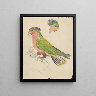 James de Carle Sowerby - A Cockatoo.webp