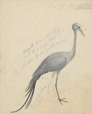 James de Carle Sowerby - A Crane.webp