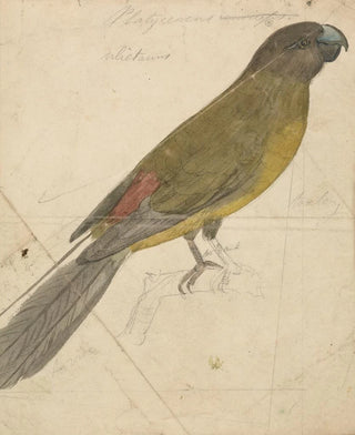 James de Carle Sowerby - A Parrot.webp