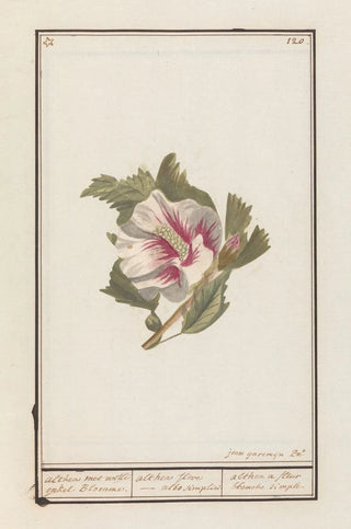 Jan Anton Garemyn - Hibiscus Hibiscus syriacus.webp